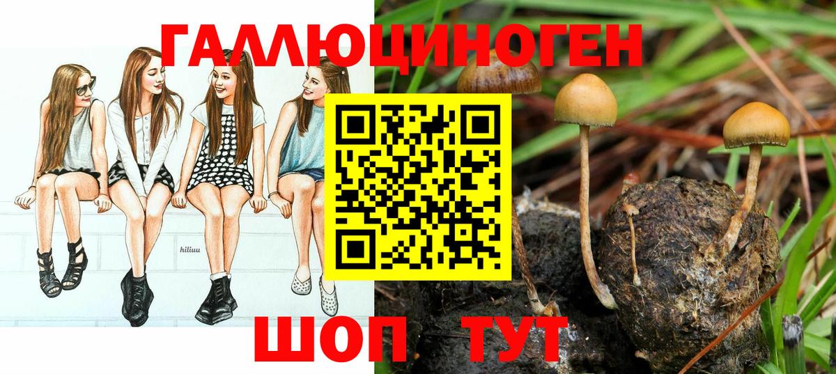 Галлюциногенные грибы Psilocybe Биробиджан
